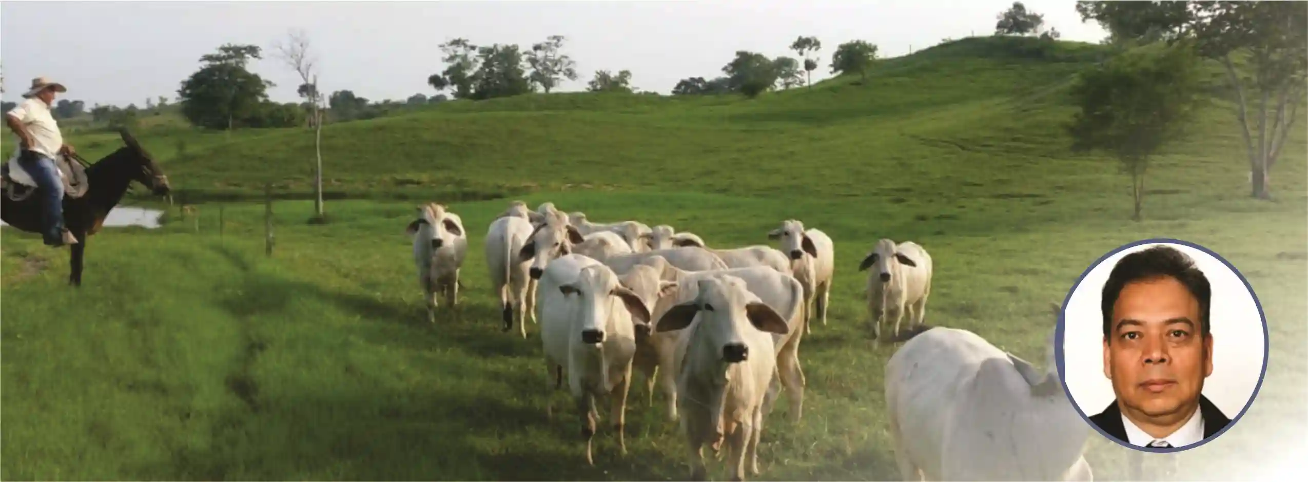 ¿Porque una res Holstein en la Sabana de Bogotá produce 22 Litros de Leche al día y una res Holstein en Dinamarca produce más de 50?
